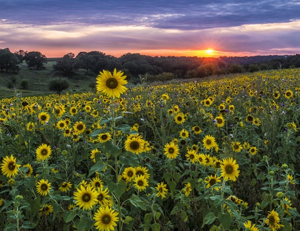 Iowa County